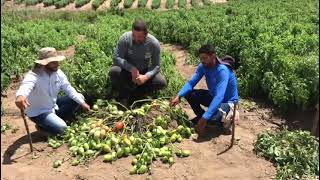 Tratamento Biolchim no tomate HM2798  volume 1 agricultura tomate [upl. by Eiramlatsyrk702]