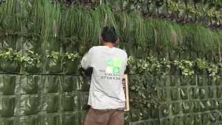 ¿Como hacer un jardin vertical  Lima Peru [upl. by Catrina672]