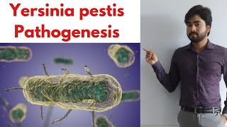 YERSINIA PESTIS  Pathogenesis  Types of Plague  Lab Diagnosis By Abhishek sir [upl. by Griz]