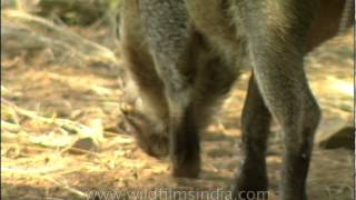 Wild Boar sniffing the ground Sariska [upl. by Goldston]