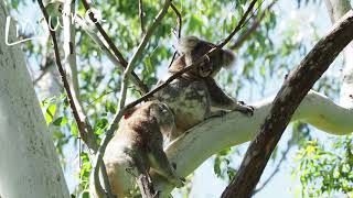 Have you ever wondered how a mating attempt in the KoalaWorld looks and SOUNDS like [upl. by Wagner54]