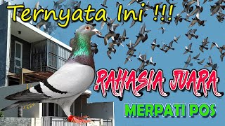 RAHASIA  Merpati Pos Juara  Kandang Saphire Loft [upl. by Crissie]