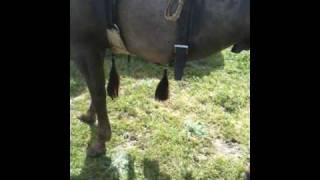 What is a Horse Shoo Fly  Rick Gore Horsemanship  wwwthinklikeahorseorg [upl. by Biddie]