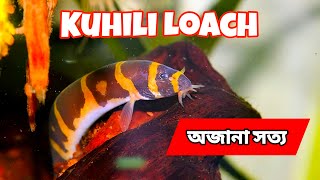 Ultimate Kuhli Loach Care Guide  Feeding Tips amp Tank Setup  No CO2 Planted Tank [upl. by Oemac]