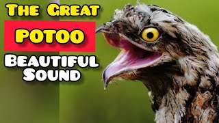 POTOO BIRD HAUNTINGLY BEAUTIFUL SOUND [upl. by Anaujat]