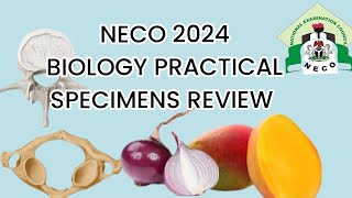 2024 NECO BIOLOGY PRACTICAL SPECIMENS REVIEW [upl. by Drona501]