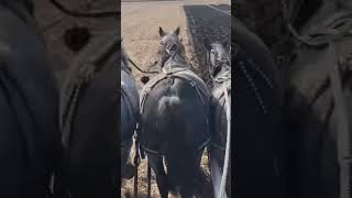 DRAFT HORSES  Plowing 4 up [upl. by Ahseen]