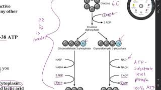 Cell Respiration Test Review [upl. by Lucinda]