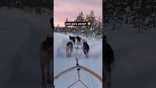 🐺 In Laponia cu sania trasa de husky lapland winter shorts travel snow winterwonderland [upl. by Avilla]