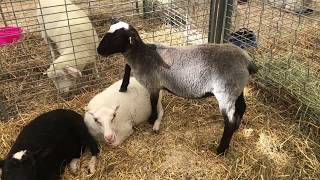 Romanov Sheep Bleating At The Fair [upl. by Perice]