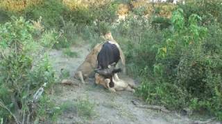 3 lions killing a cape buffalo at Duba Plains HD version [upl. by Gruver492]