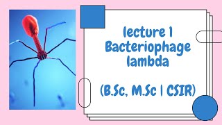 Bacteriophage Lambda  Lecture 1 Introduction [upl. by Julis]