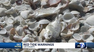 Red tide floating closer to shore on Sanibel [upl. by Kehr]