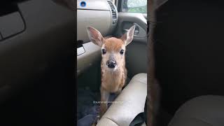 This Fawn Thanks Women🦌deer [upl. by Dickey59]