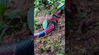 Falsa coral  coralillo snake coral serpiente nature [upl. by Eisnil]