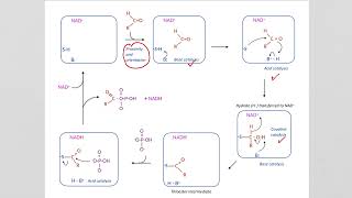 41C Mechanisms of Catalase and Glyceraldehyde3phosphate dehydrogenase [upl. by Outlaw301]