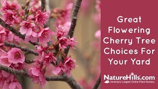 Top 4 Flowering Cherry Trees  NatureHillscom [upl. by Remot]