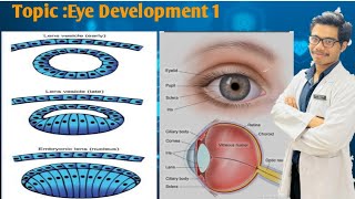 Eye Development  What Is Optic Vesicle and Optic Cup  What Is Lens Vesicle [upl. by Strickler]