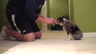 Mini Aussie Shepherd Chopper Obedience Training [upl. by Libenson]