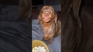 Wins currently got an infected paw 🐾 So movie night with popcorn was a must 🍿sausagedog cutie [upl. by Eniledam928]