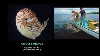 Nautilus Research  Palau 2015 [upl. by Mahon]