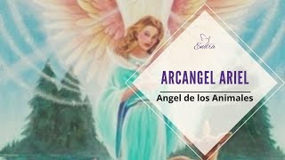 Arcangelina Ariel  Angeles de los Animales [upl. by Madelina859]