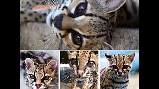 Margay Cat  Beautiful and Rare [upl. by Snodgrass]