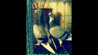 Pellumba Hunderra vendi Albania Fier Pigeon Racing PIGEON 7 ALBANIA [upl. by Enois979]