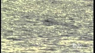 Cape Cod shark attack 911 call [upl. by Dub214]