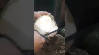 Peeling cutting coconut skills shortsviral coconut asmr videoviral fypシ゚ [upl. by Ubana995]