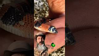 Searching for a baby snake molinarosnakelab hognose snake shorts fnaf reptiles snakebreeding [upl. by Marsh]