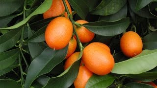 How to Grow Your Own Kumquats [upl. by Bertie]