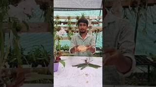 Ascocentrum Orchid repotting plants shorts short youtubeshorts trending viralvideo subscribe [upl. by Llertnac676]