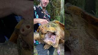 HUGE Suwannee Alligator Snapping Turtle 🐢 [upl. by Lairea]