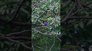 Stunning Kingfisher Catches Fish in Action 🐦💦  shorts [upl. by Inaleon]