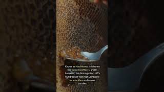 Nepal’s Dangerous Mad Honey Harvesting Ritual [upl. by Shue454]