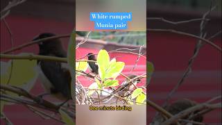 A pair of white rumped munia preening their feathers trending tamilsong shortsbirdsviralvideo [upl. by Utimer]