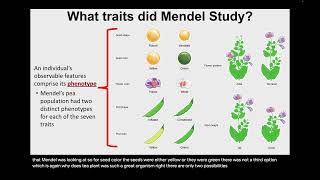 Nov 20th  Mendelian Genetics [upl. by Killy]