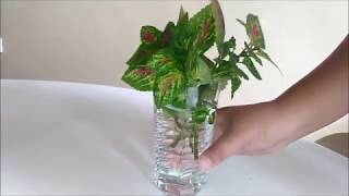 Coleus Propagation in Water by Leaf Cuttings [upl. by Merrilee]