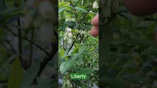 리버티Liberty북부하이부시블루베리Northern Highbush Blueberry [upl. by Fillender106]