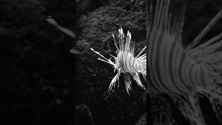 Facts  The Lion fish [upl. by Norrat]