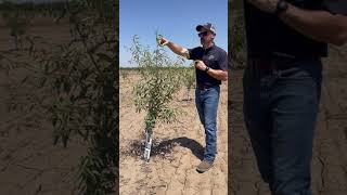 Signs of Drought Stressed Almond Trees [upl. by Suoiradal]