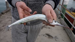 How To Catch Garfish Easy  Fishing From the Pier  Jetty [upl. by Oicul]