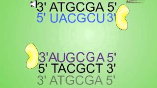 Antisense RNA technology [upl. by Elyn]