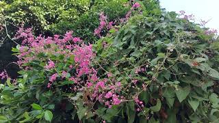 Antigonon leptopus Coral Vine is blooming beautifully everyone [upl. by Solon]