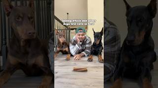 Who saw that coming 🙋🏽‍♂️ explore shorts pets reels [upl. by Isak806]