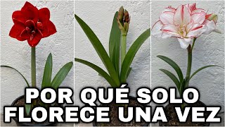 POR QUÉ NO FLORECE MI AMARILIS LIRIO o AZUCENA DESPUÉS De La FLORACIÓN amaryllis [upl. by Airitac322]