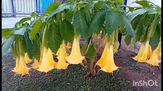 Τρομπέτα Των ΑγγέλωνAngel Trumpet Flowers Brugmansia Suaveolens [upl. by Huttan785]