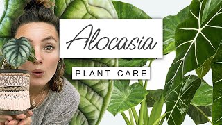 Alocasia Plant Care Guide 🌱 Care TIPS For Elephant Ear [upl. by Nosirb490]