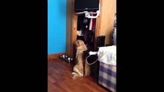 Golden retriever in time out [upl. by Adyol]